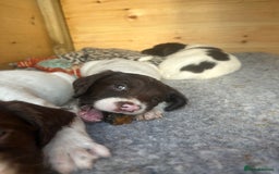 English Springer Spaniel dogs for sale: KC SPRINGER SPANIELS  - Image 5