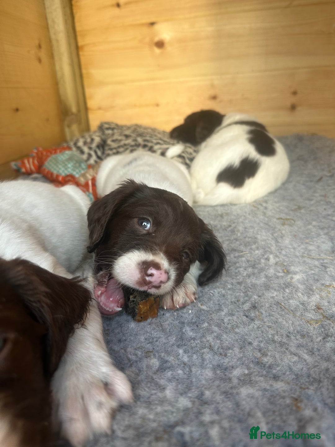 English Springer Spaniel dogs for sale: KC SPRINGER SPANIELS  - Image 5