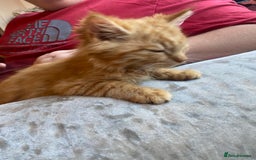 Mixed Breed cats for sale: Beautiful kittens - Image 2
