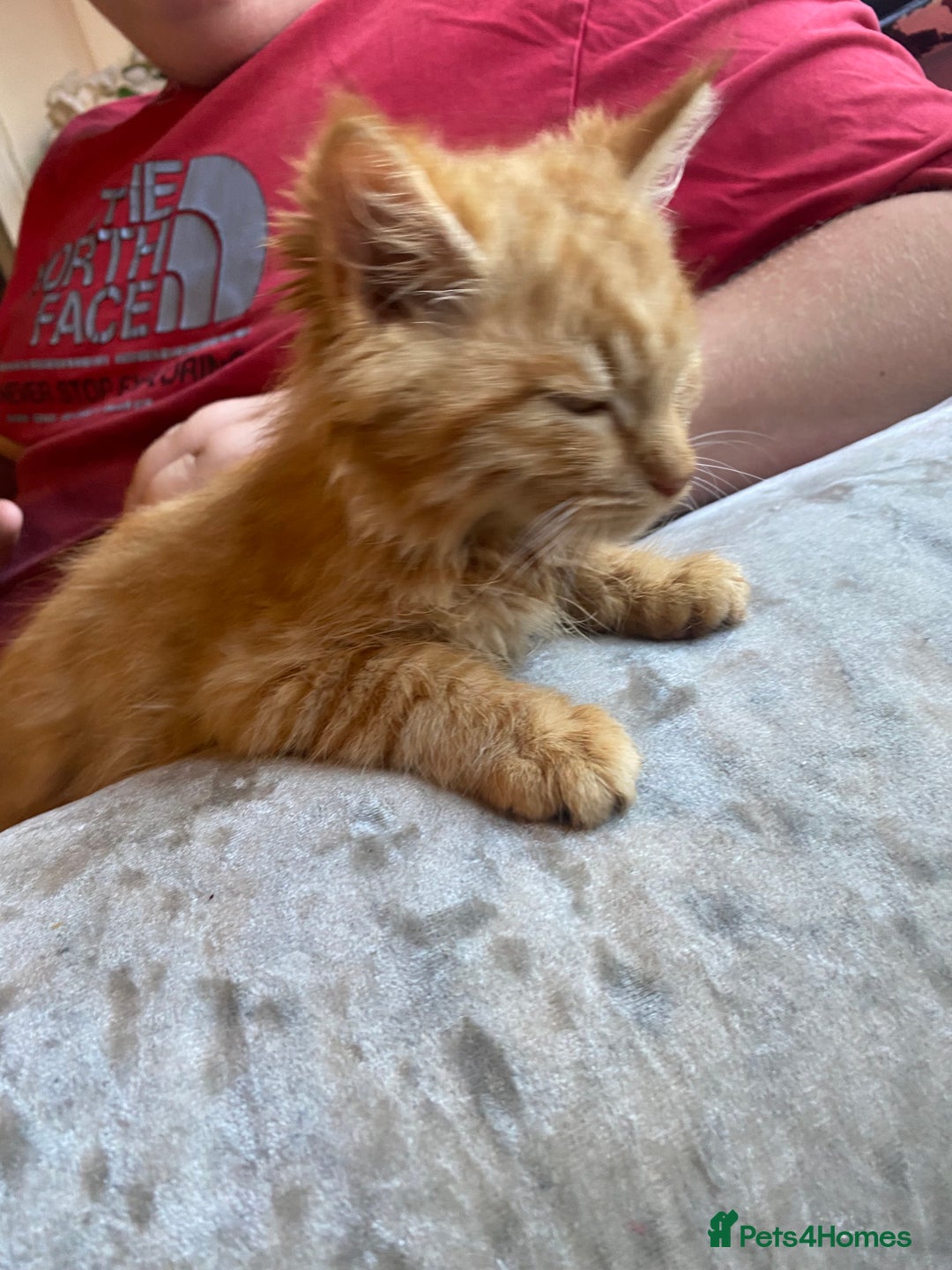 Mixed Breed cats for sale: Beautiful kittens - Image 2