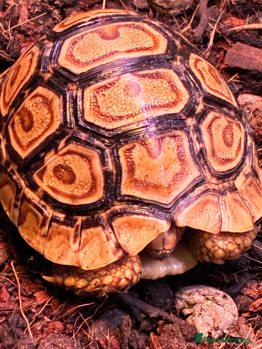 Tortoise reptiles for sale: Baby leopard tortoises for sale  - Advert 3