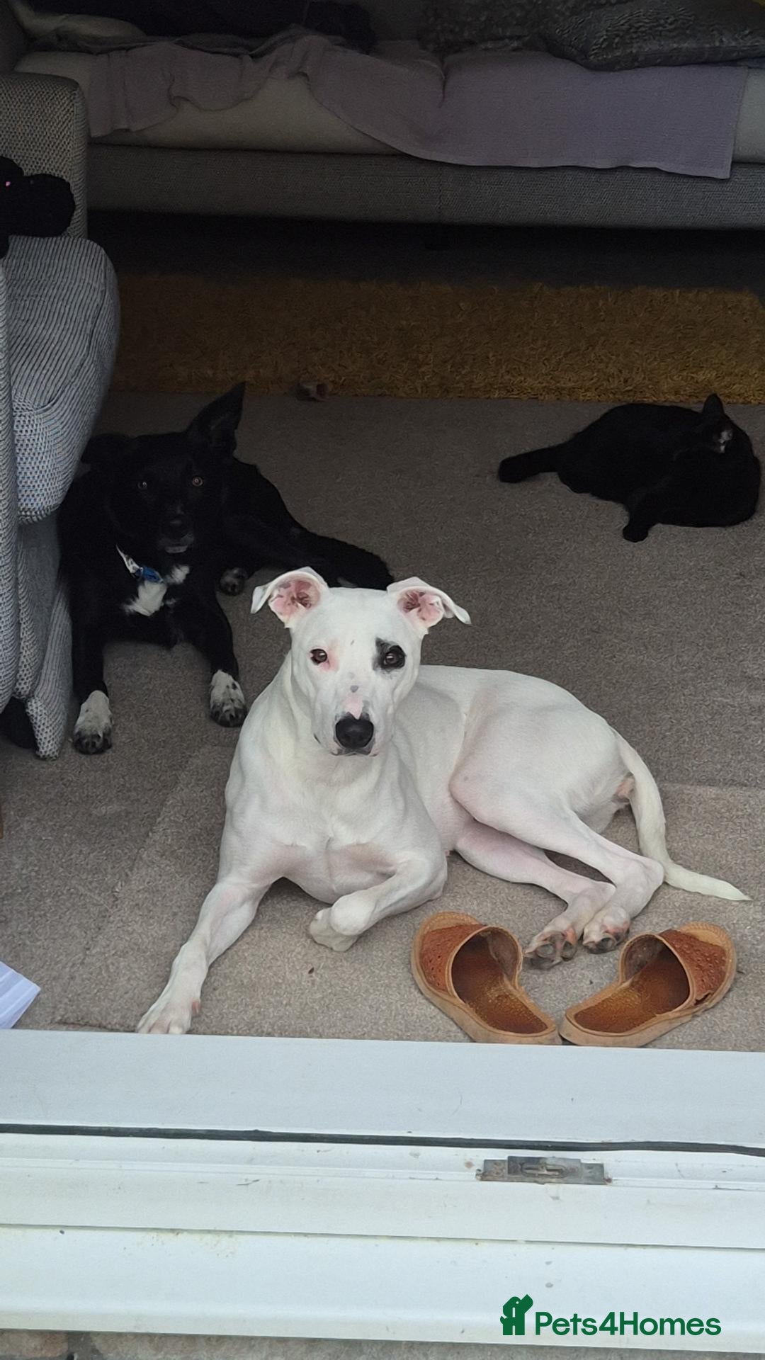 Mixed Breed dogs for sale: Collie cross puppies  - Advert 2