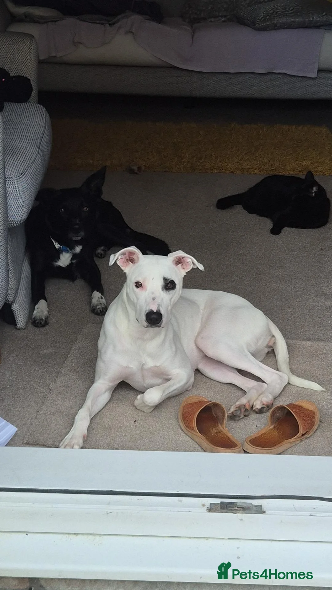 Mixed Breed dogs for sale: Collie cross puppies  in Exeter - Advert 1