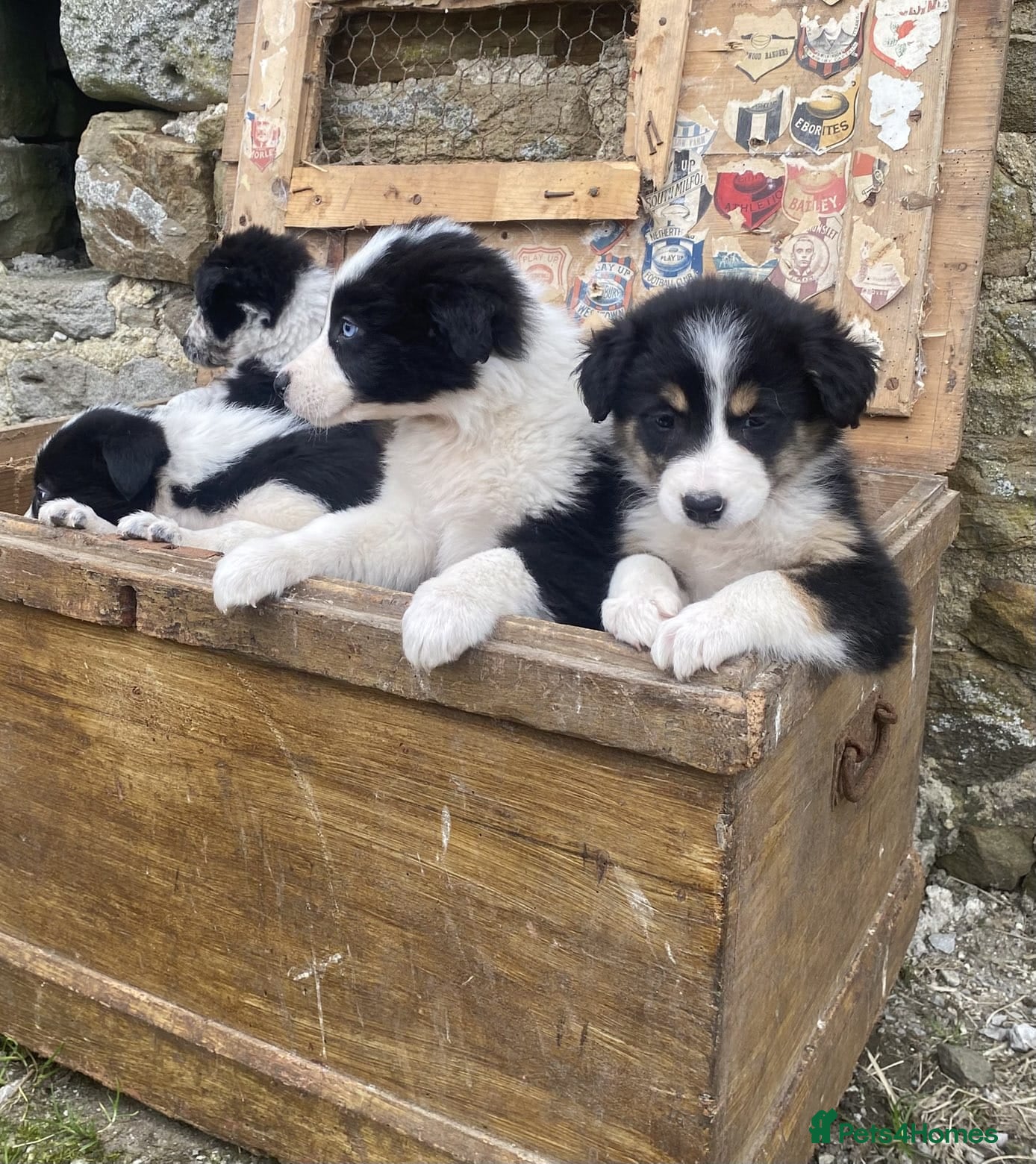 Border Collie dogs Tri coloured, Border Collie Pups - Advert 2