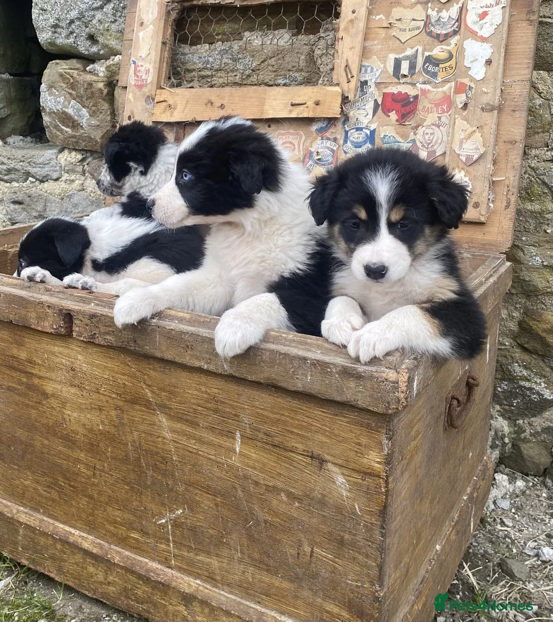 Border Collie dogs for sale: Tri coloured, Border Collie Pups - Advert 2