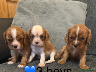 Cavalier King Charles Spaniel dogs Kc dna clear cavalier puppies available - Advert 5