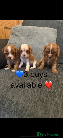 Cavalier King Charles Spaniel dogs - Advert 11