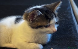 Domestic Shorthair cats for sale: 2 beautiful boy kittens  - Image 31