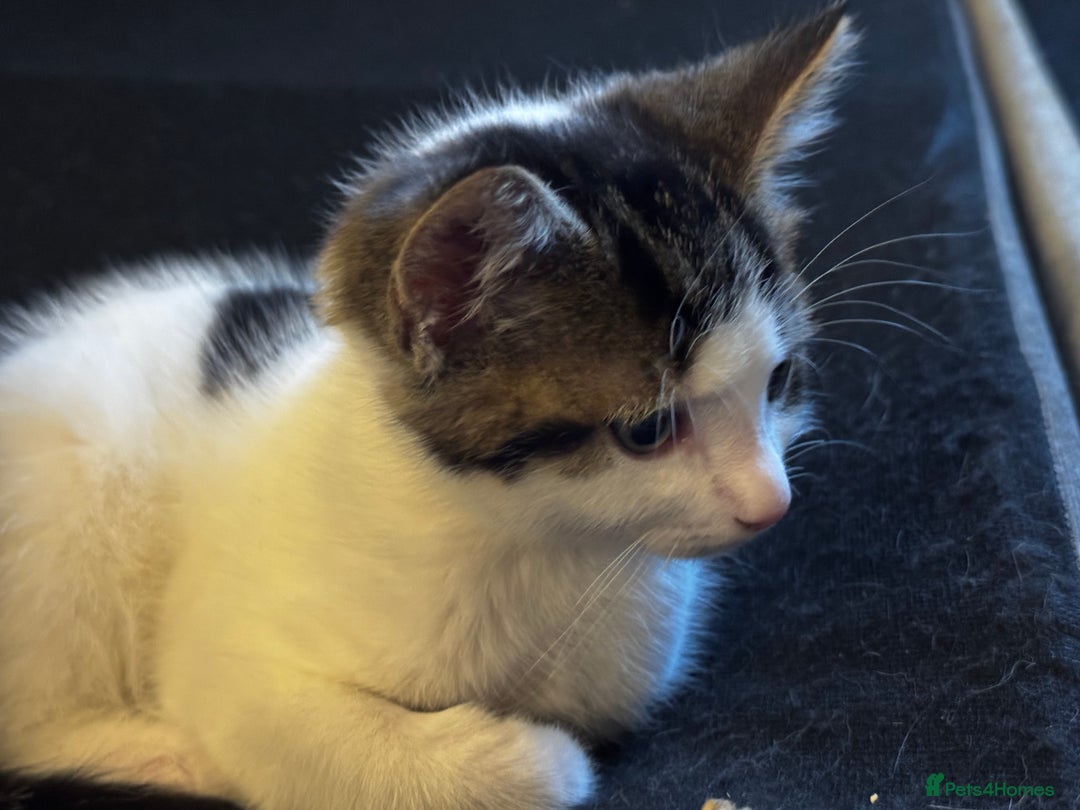 Domestic Shorthair cats for sale: 2 beautiful boy kittens  - Image 31