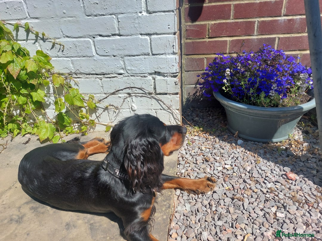 Cocker Spaniel dogs for sale: Exceptional KC Cocker Spaniel Pups - Advert 2