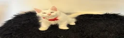Maine Coon cats for sale: Gorgeous, XXL Russian Maine Coon kittens - Advert 5
