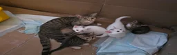 Mixed Breed cats for sale: 3 female kittens in Glasgow - Advert 7