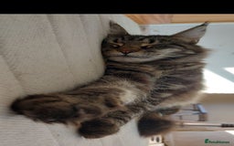 Maine Coon cats for sale: Adorable Maine Coon Kittens for Sale - Image 2