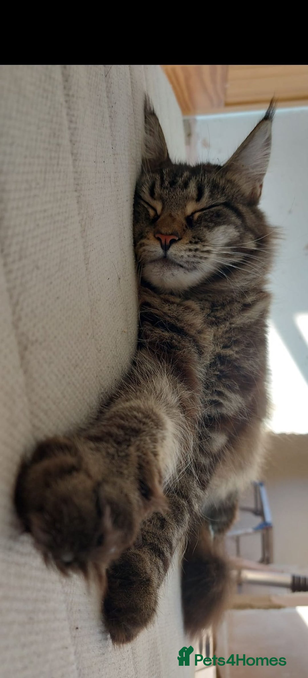 Maine Coon cats for sale: Adorable Maine Coon Kittens for Sale - Image 2