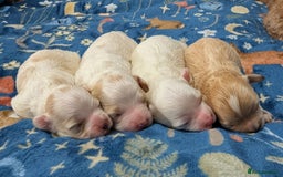 Maltipoo dogs for sale: Stunning Toy Maltipoo Puppies - Image 1