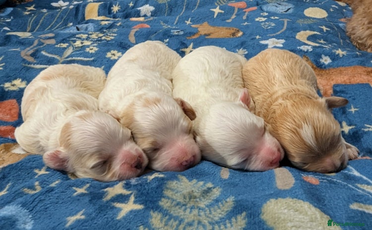 Maltipoo dogs - Advert 1