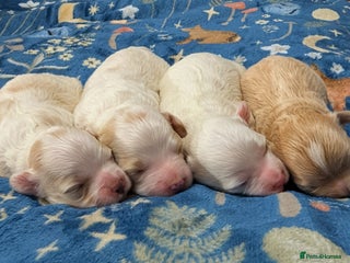 Maltipoo dogs - Advert 5