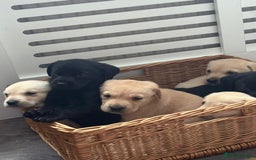 Labrador Retriever dogs for sale: Labrador puppies - Image 9