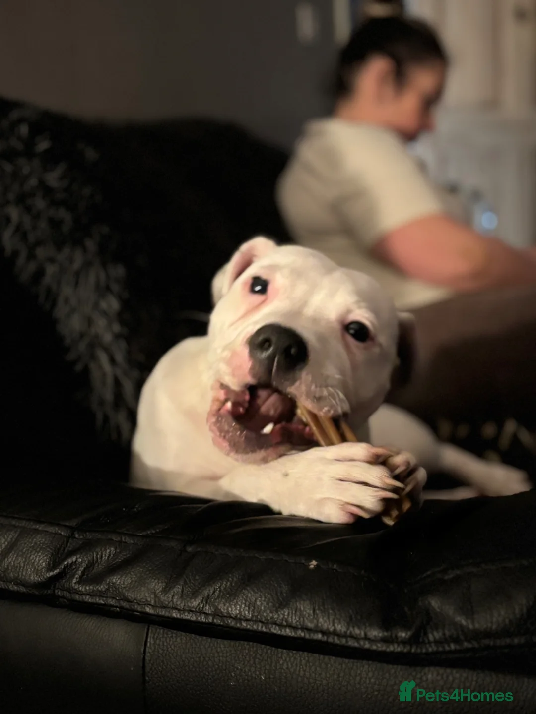 Staffordshire Bull Terrier dogs for sale: Taz 7 month old staff  - Advert 2