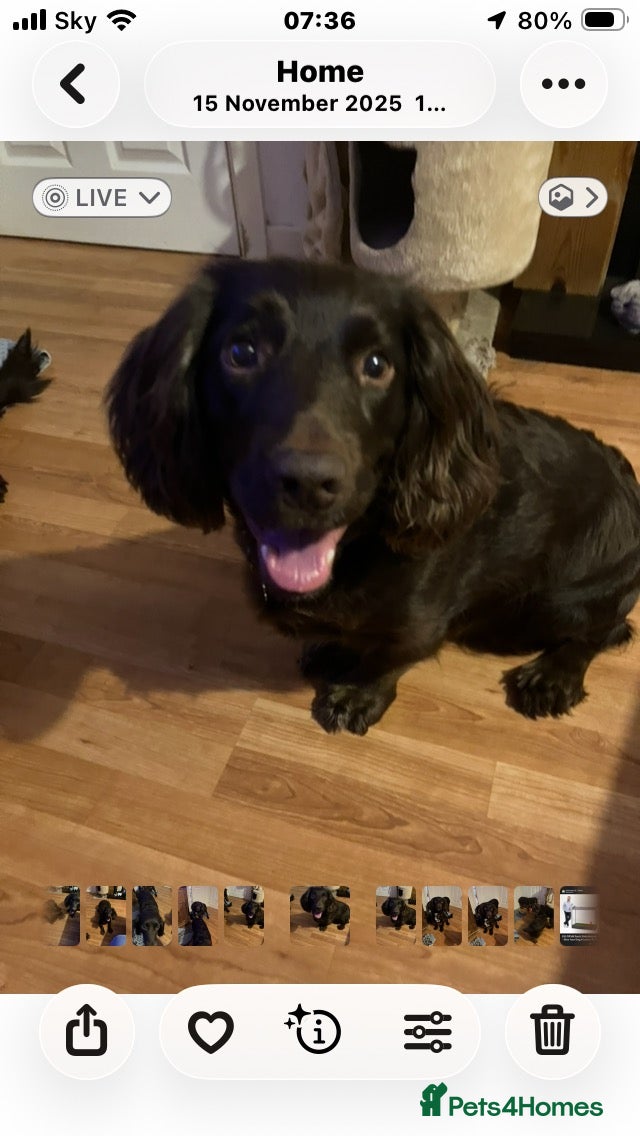 Sprocker dogs Chocolate Treats 🥰 - Advert 2