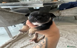 French Bulldog dogs for sale: Full French bulldogs KC solid & merle colours - Image 3