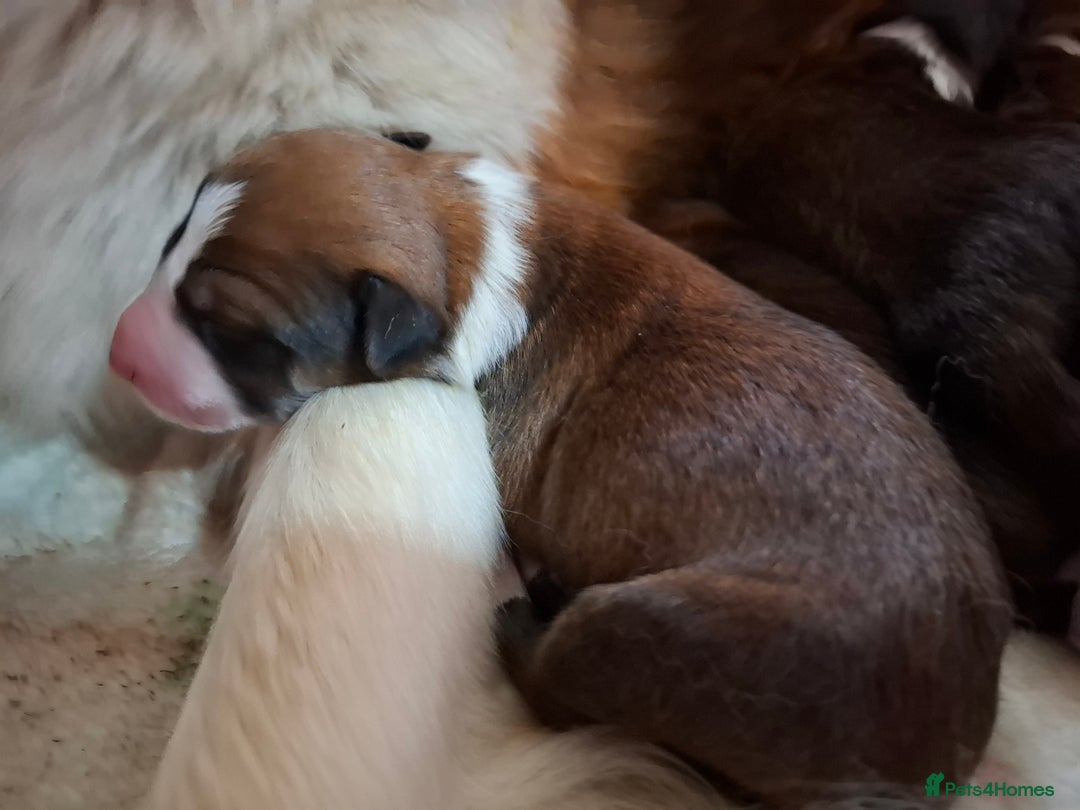Border Collie dogs for sale: 7 border collie pups 🌟  - Image 15