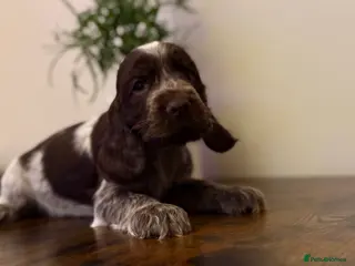 Cocker Spaniel dogs Show type cocker spaniels - Advert 14