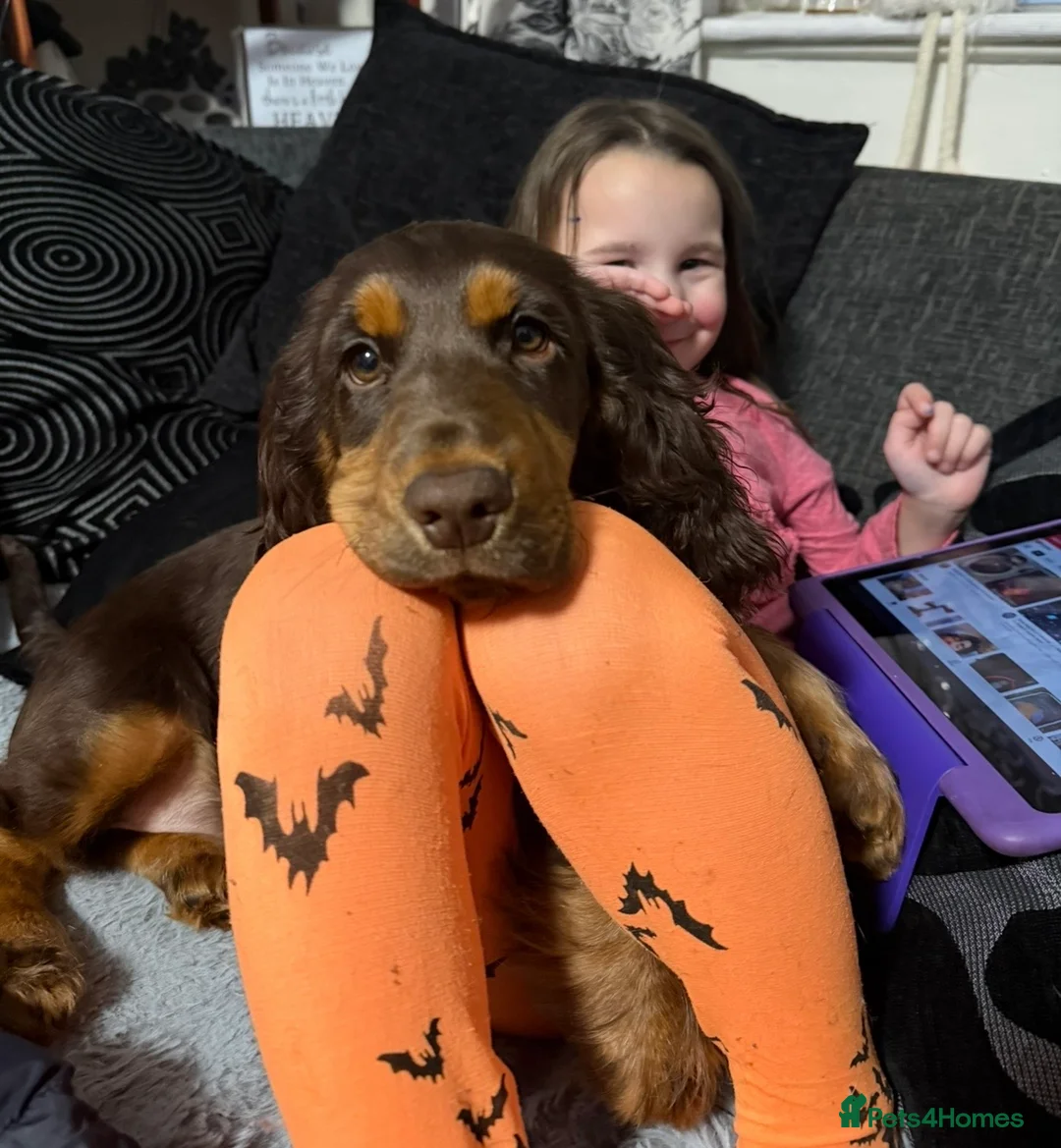 Cocker Spaniel dogs for sale: One male and 1 female show cocker spaniel pup - Advert 9