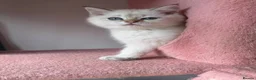 British Longhair cats for sale: 5 kittens ready for new family negotiate available - Advert 12