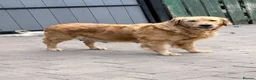 Golden Retriever dogs for sale: Golden retrievers - Advert 1