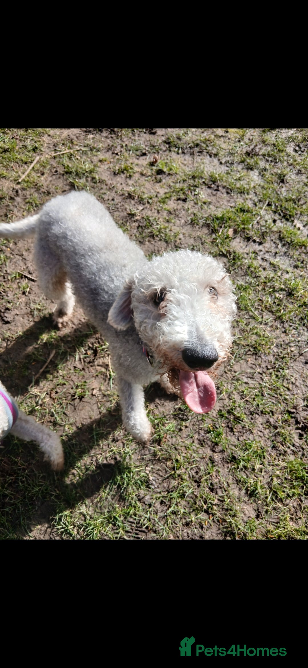 Bedlington Terrier dogs for sale: Bedlington terrier  - Advert 1