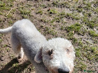 Bedlington Terrier dogs Bedlington terrier - Advert 3
