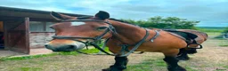 Welsh Section D horses for sale: Welsh Section D Bay gelding  in Hereford - Advert 1
