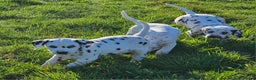Dalmatian dogs for sale: Top quality Dalmatian puppies - Advert 4