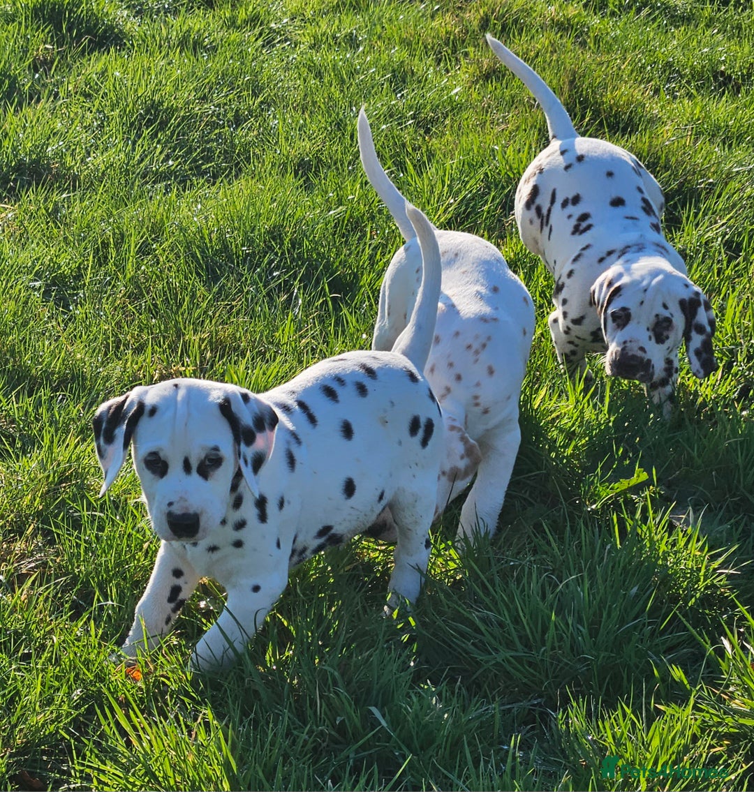 Dalmatian dogs for sale: Top quality Dalmatian puppies - Advert 4