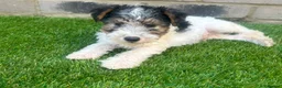 Fox Terrier dogs for sale: Fox Terrier Puppies For Sale  in Ashford - Advert 10