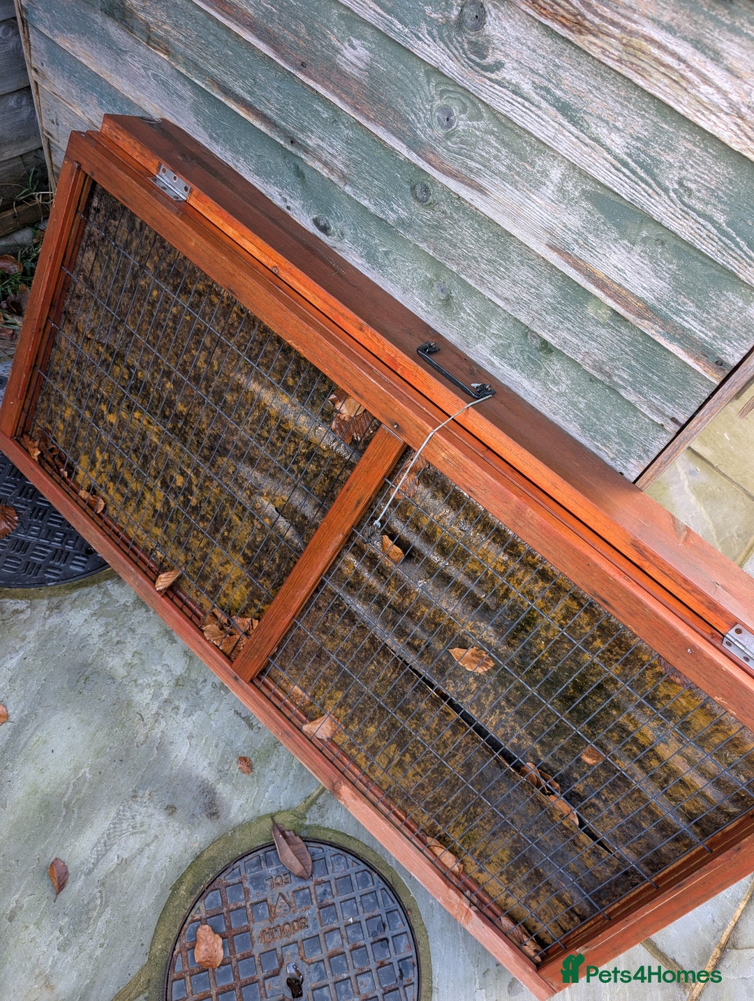 Mini Lop rabbits for sale: Rabbits for sale with everything  - Advert 15