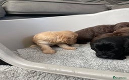 Cockapoo dogs for sale: F1 cockapoo p,r.a clear test - Image 18