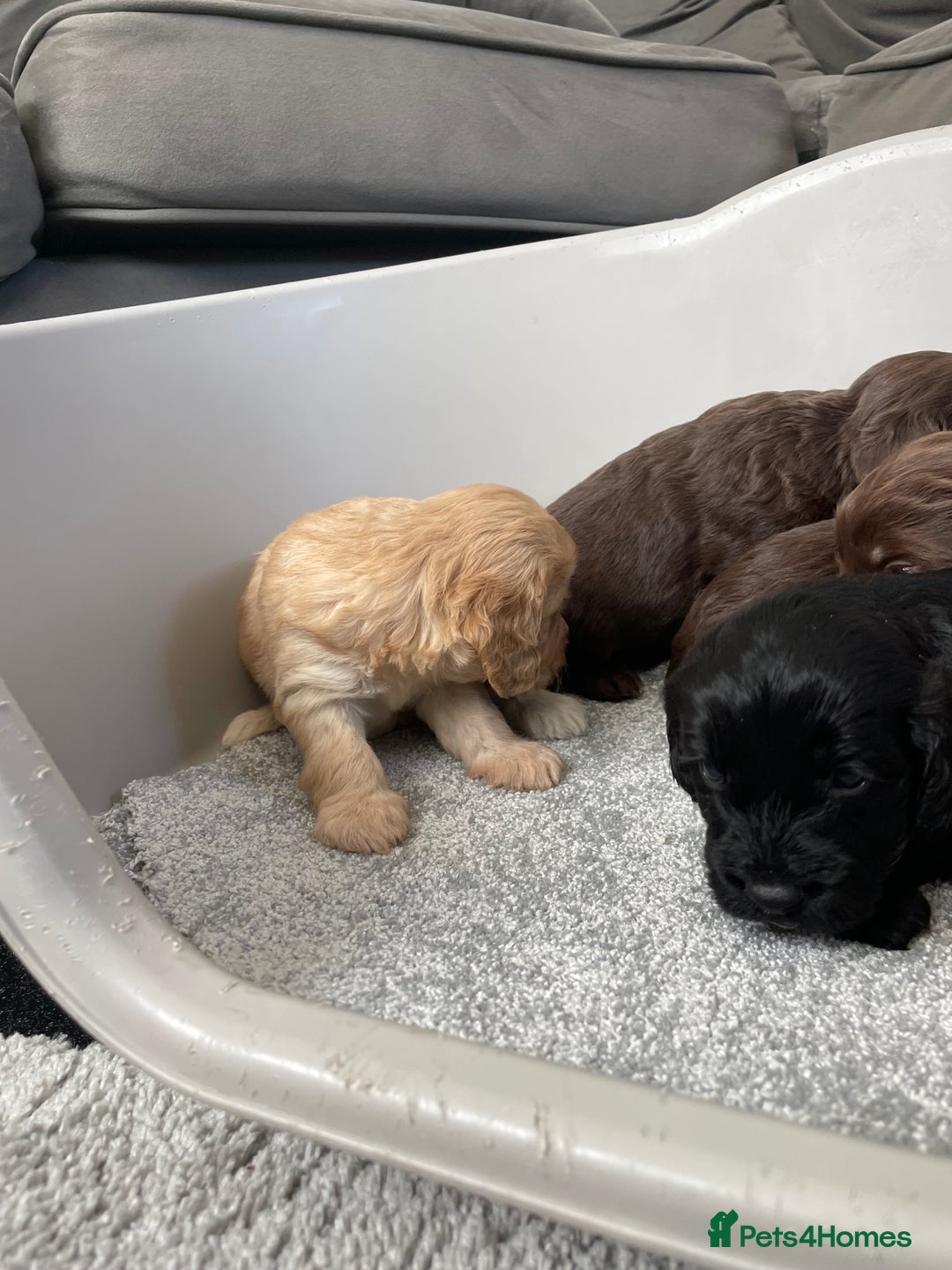 Cockapoo dogs for sale: F1 cockapoo p,r.a clear test - Image 18