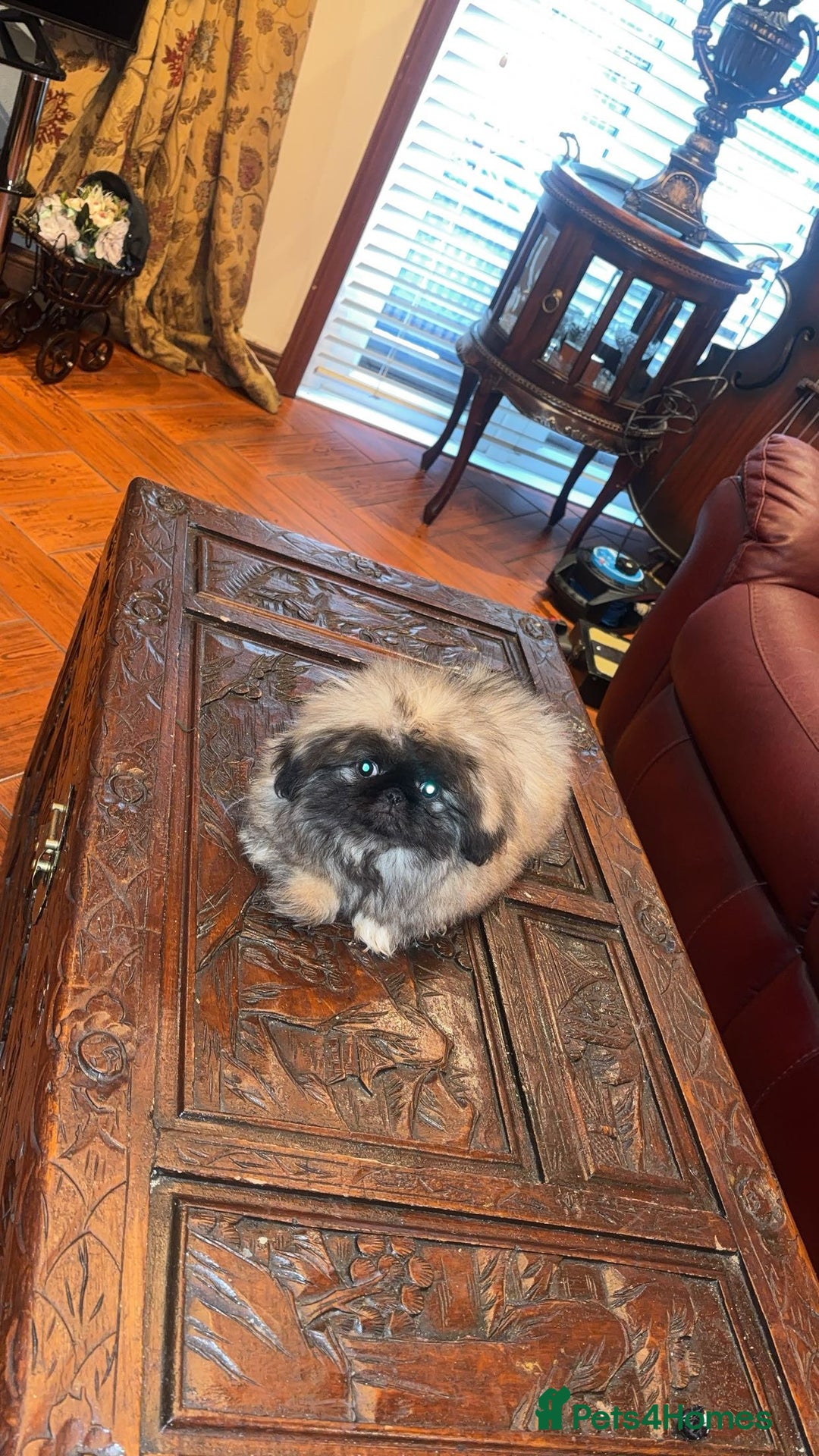 Pekingese dogs for sale: Stunning Pekingese puppies  - Advert 6
