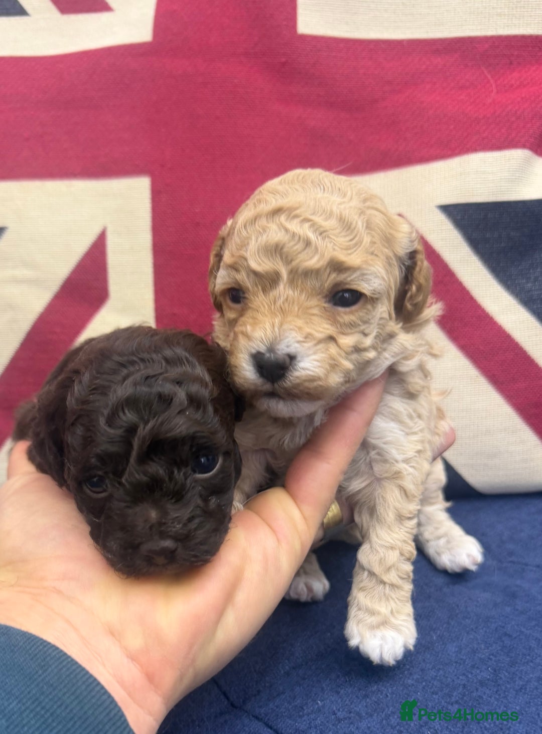 Maltipoo dogs for sale: Toy poodle cross maltipoo puppies little puppies  - Advert 7
