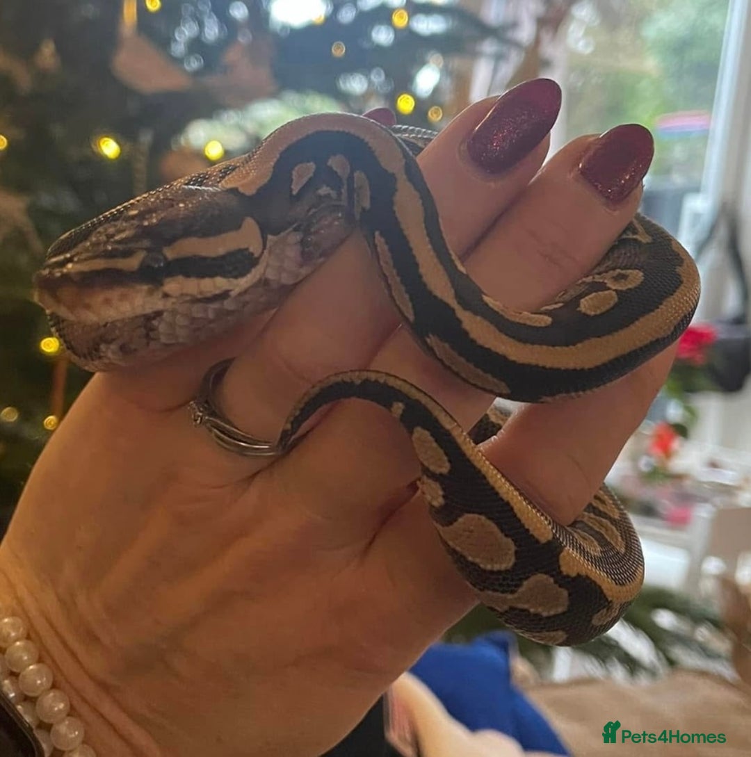 Python Snake reptiles for sale: Male Royal Python - Advert 5