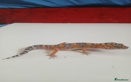 Leopard Gecko reptiles for sale: Baby leopard geckos for sale  - Image 2