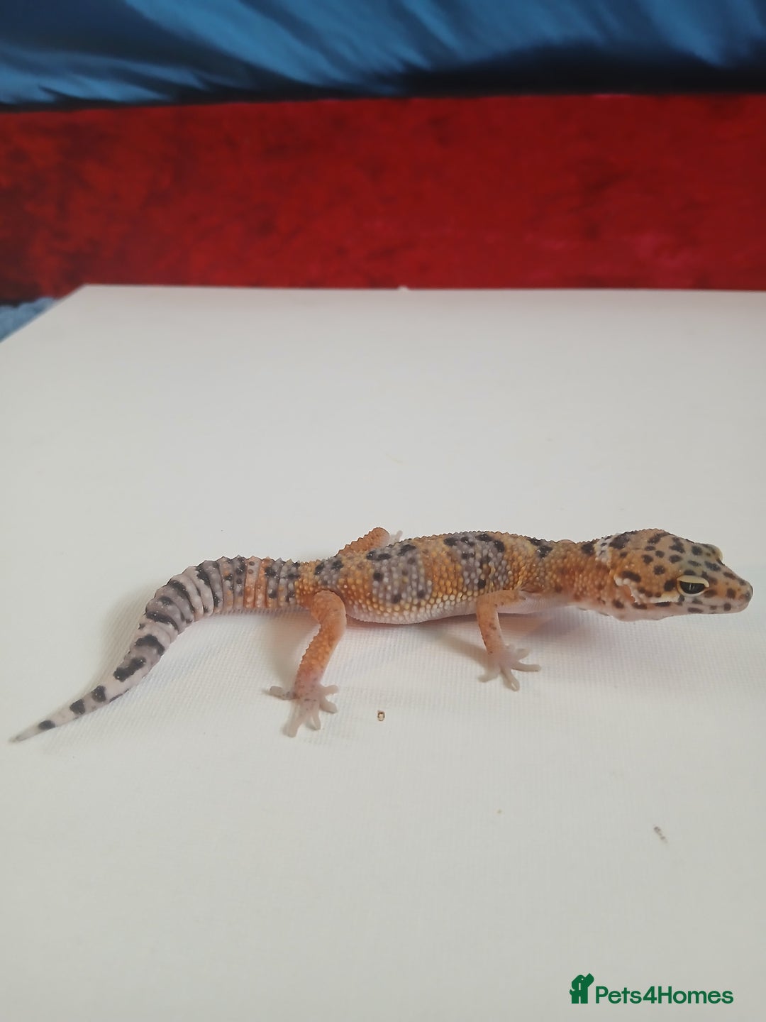 Leopard Gecko reptiles for sale: Baby leopard geckos for sale  - Image 2