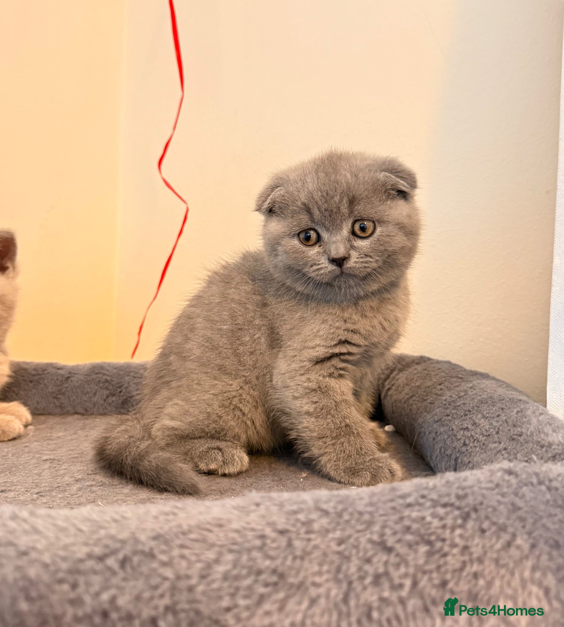 British Shorthair cats     4 Cute & Playful Kittens for Sale - Advert 5