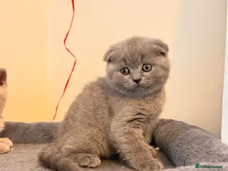 British Shorthair cats 4 Cute & Playful Kittens for Sale - Advert 5