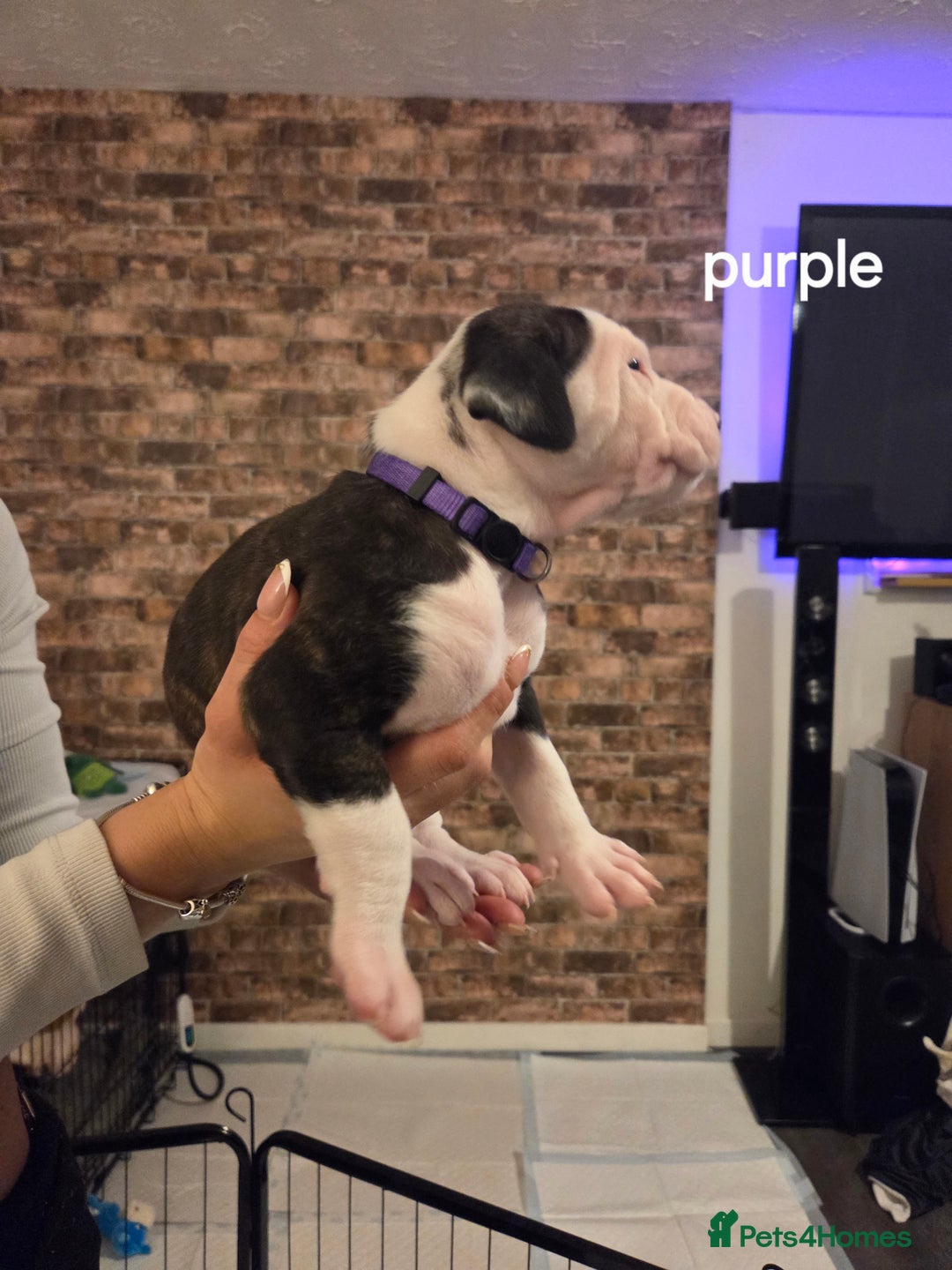 American Bulldog dogs for sale: AMERICAN BULLDOGS PURE BREEDS  - Advert 16