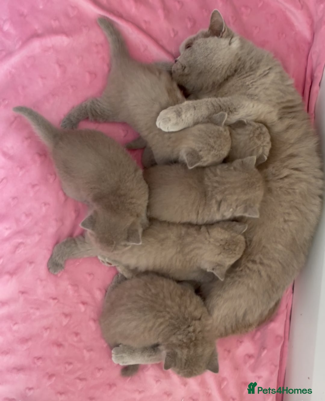 British Shorthair cats for sale:  Absolutely Beautiful BSH Champion Line kittens  - Image 25