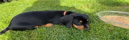 Miniature Dachshund dogs for sale: Miniature short haired Dachshund Puppy’s - Advert 20