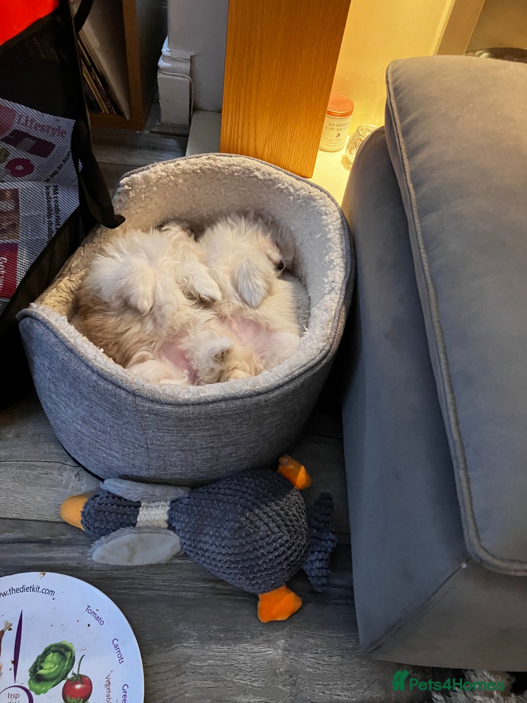 Mixed Breed dogs for sale: Malti-Pom Puppies - £1200 - Advert 13